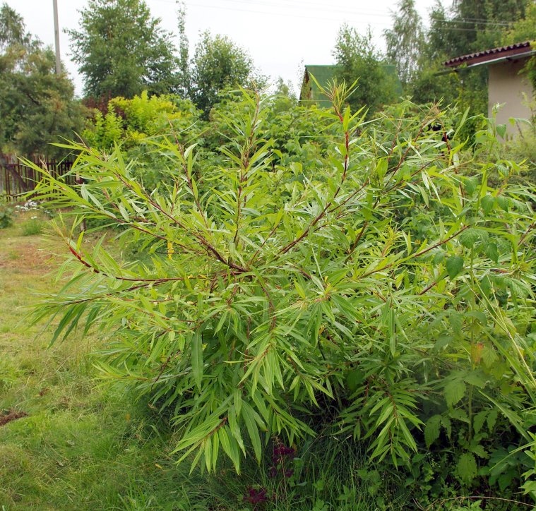 Ива удинская (Salix udensis) 'Sekka' или Драконово дерево